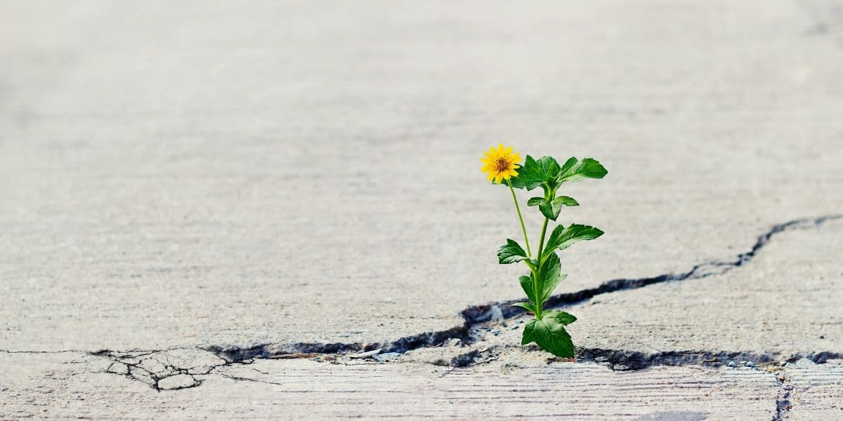 Flower growing in crack