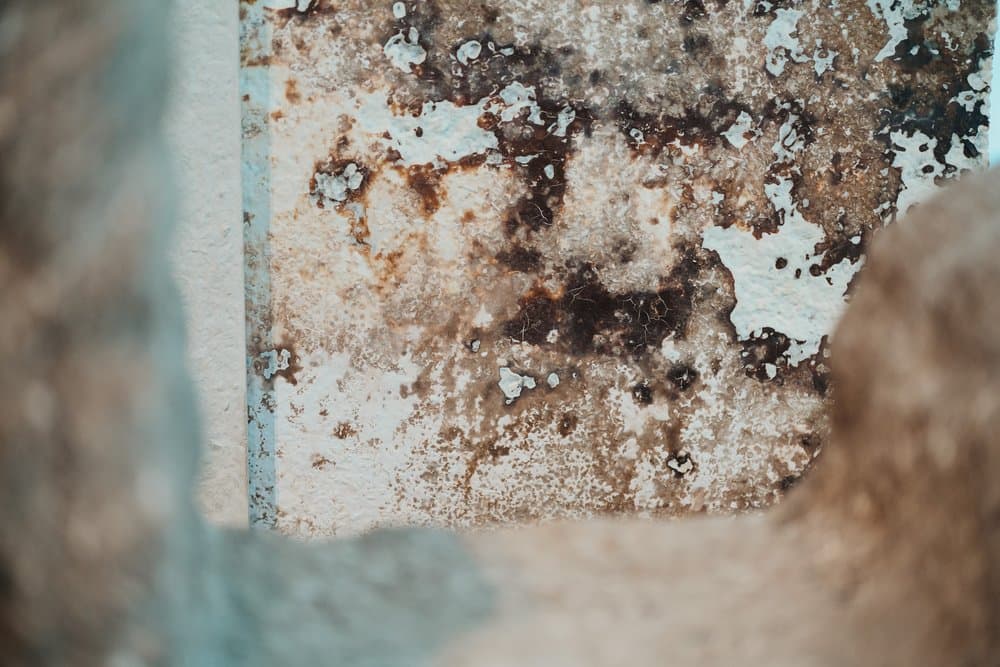 Rental Property Mold